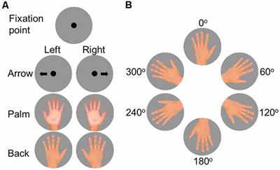 Variation in Performance Strategies of a Hand Mental Rotation Task on Elderly